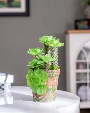 Artificial Succulents Plants With Cement Pot