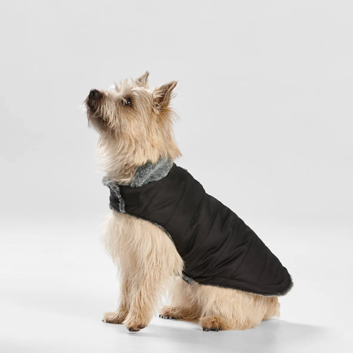 Puffer Dog Coat with Fur Collar in Black