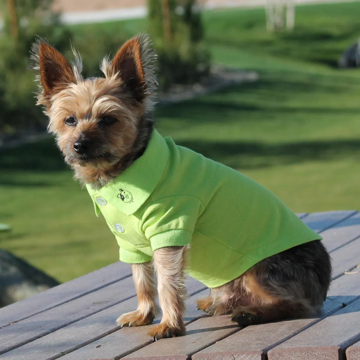 Solid Dog Polo Green Flash Large